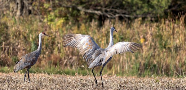 Two cranes standing in a grassy field.